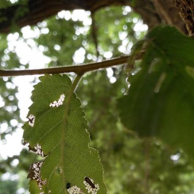 Lsm Tree Advice3