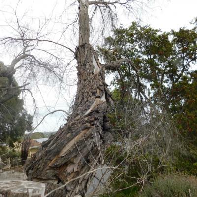 Lsm Tree Advice