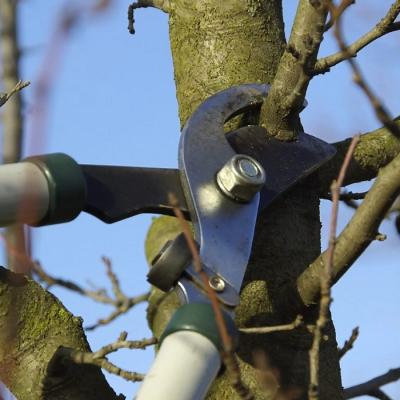 Pruning Fruit Tree