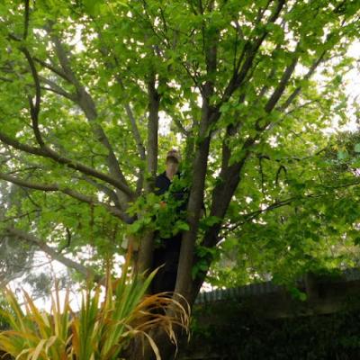 Tree Investigation